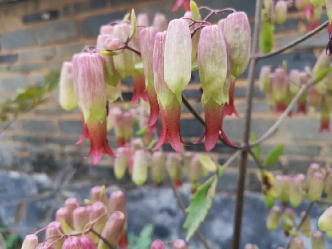 桔树开花美如画!麻涌这里有一片特别的花海