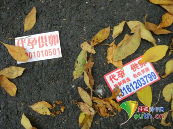 揭秘地下卵子交易黑市:2万到6万学历颜值决定价格