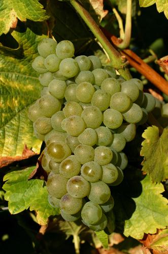 有种长相思叫“白富美” 有种长相思叫“白富美”