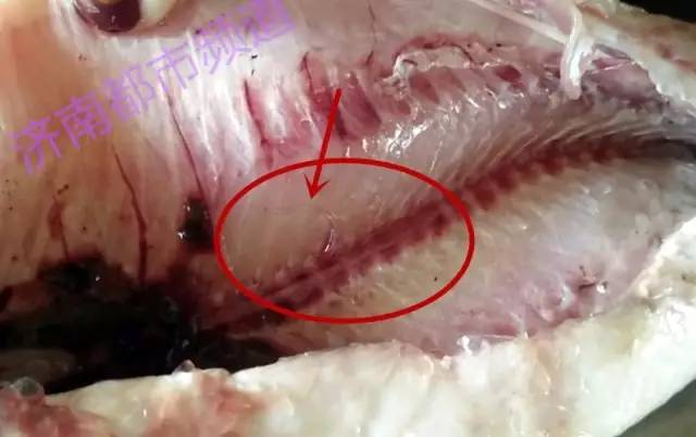 济南一市民海鲜市场买了两条冰冻鱼 剖开鱼腹竟然发现寄生虫！