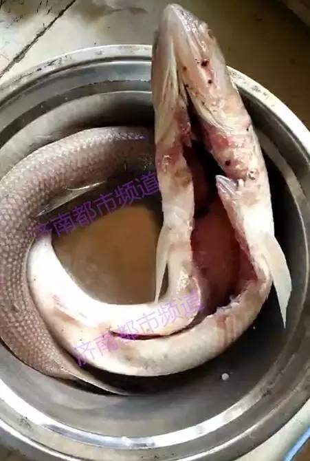 济南一市民海鲜市场买了两条冰冻鱼 剖开鱼腹竟然发现寄生虫!
