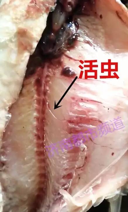 济南一市民海鲜市场买了两条冰冻鱼 剖开鱼腹竟然发现寄生虫！