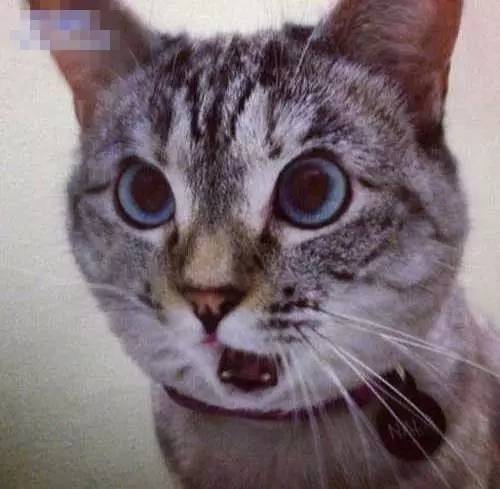 济南一市民海鲜市场买了两条冰冻鱼 剖开鱼腹竟然发现寄生虫!