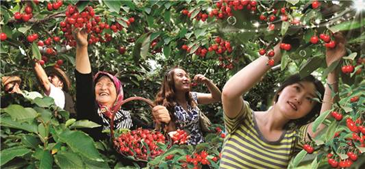 喜洋洋——又是一年樱桃红,又是一年游客醉。_副本