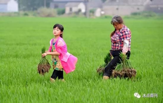 2017年7月15日,南京。10岁的留守儿童郎湘湘在水稻田里帮助奶奶拔秧苗。平常奶奶一人忙里忙外,她从小就学会了帮助奶奶干农活儿。湘湘希望长大后能当医生,当医生可以帮助病人解除病痛。(资料图片)视觉中国供图