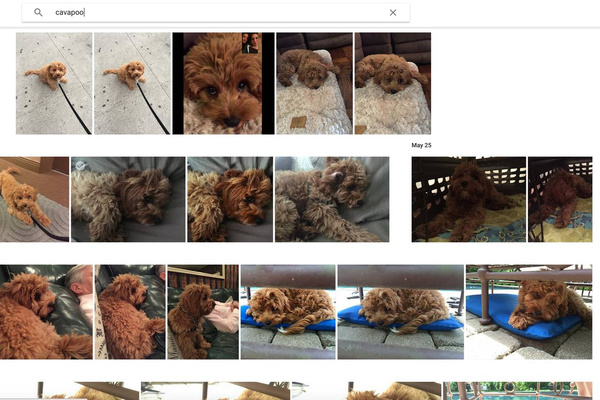 谷歌也推照片应用 Photos与iCloud谁更胜一筹