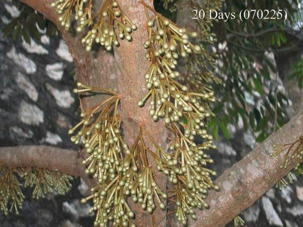 孕妇狂吃一个月榴莲！等到生的时候……天啊！