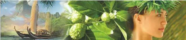 大溪地诺丽能给备孕、孕期中的你带来什么？