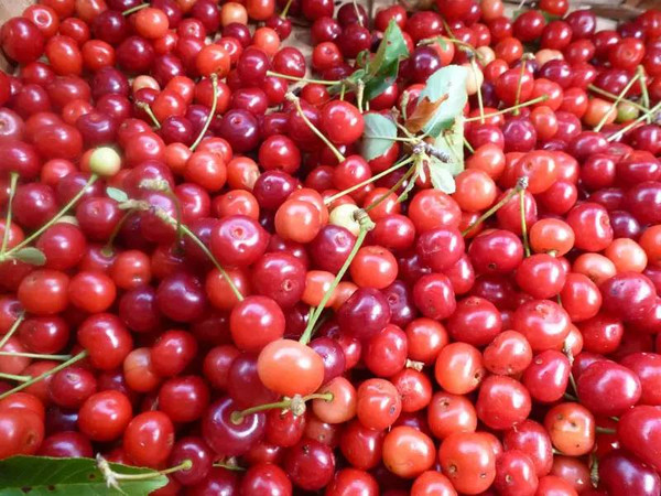 雅诺丝:与西施佳雅“齐名”的意大利艺术酒庄