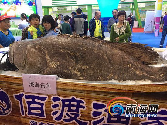 水产馆展出的超大深海贵鱼。南海网记者刘麦摄