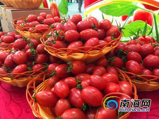 冬交会上,陵水展示的圣女果绚烂如火。陵水宣传部供图