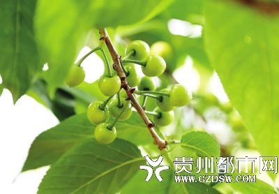 贵州镇宁“樱桃采摘地图”出炉18500亩樱桃任你采