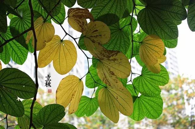 今日立秋!15时40分