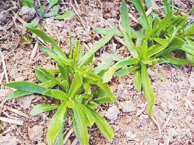 春食野菜正当时