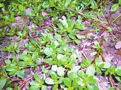 春食野菜正当时