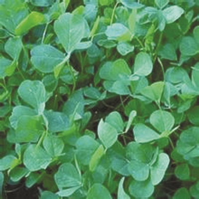 秧草烧鳜鱼、青蒿蹄花汤、荠菜百合粥 清明三样菜错过等一年