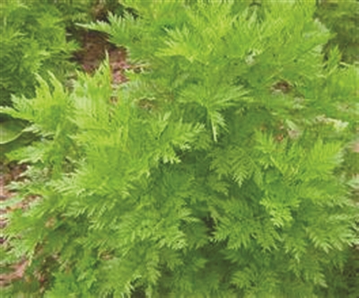 随着清明节气的到来,气温逐渐上升,春回大地的感觉越来越明显,不少青绿色的蔬菜也陆续上市,以下这三种食疗佳品尤其适合这个时候食用,错过的话又要等上一年。 交汇点记者 刘丹平 通讯员 杨璞