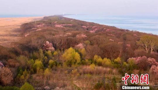 兴凯湖畔的十里杏花 孙云阁 摄 兴凯湖畔的十里杏花 孙云阁 摄