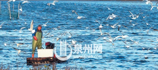 泉州冬之色:红叶热情似火银杏金黄夺目美翻了(组图)