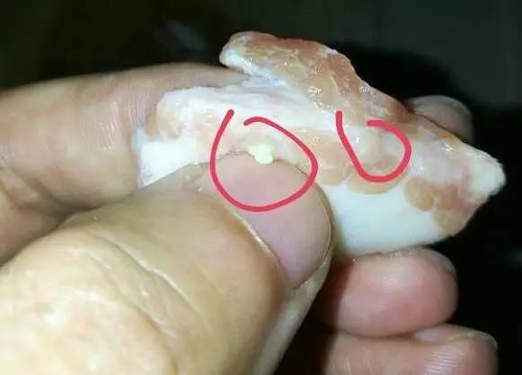 超市买的肉,切开发现好多黄色小脓包!这种恶心猪肉能吃吗……