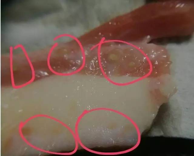 超市买的肉,切开发现好多黄色小脓包!这种恶心猪肉能吃吗……