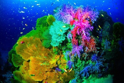 想做一条“潜”力无穷的“美人鱼”?来塞班岛遨游吧~