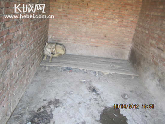 狼与狗杂交产下的狼。占安