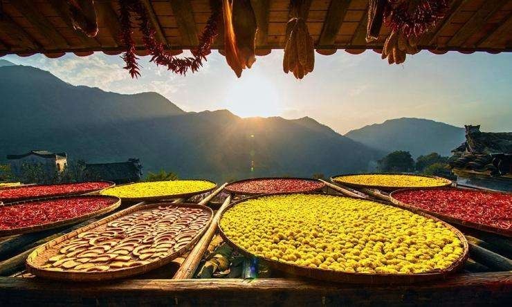 【今日立秋】一树密而知夏 一叶落而知秋