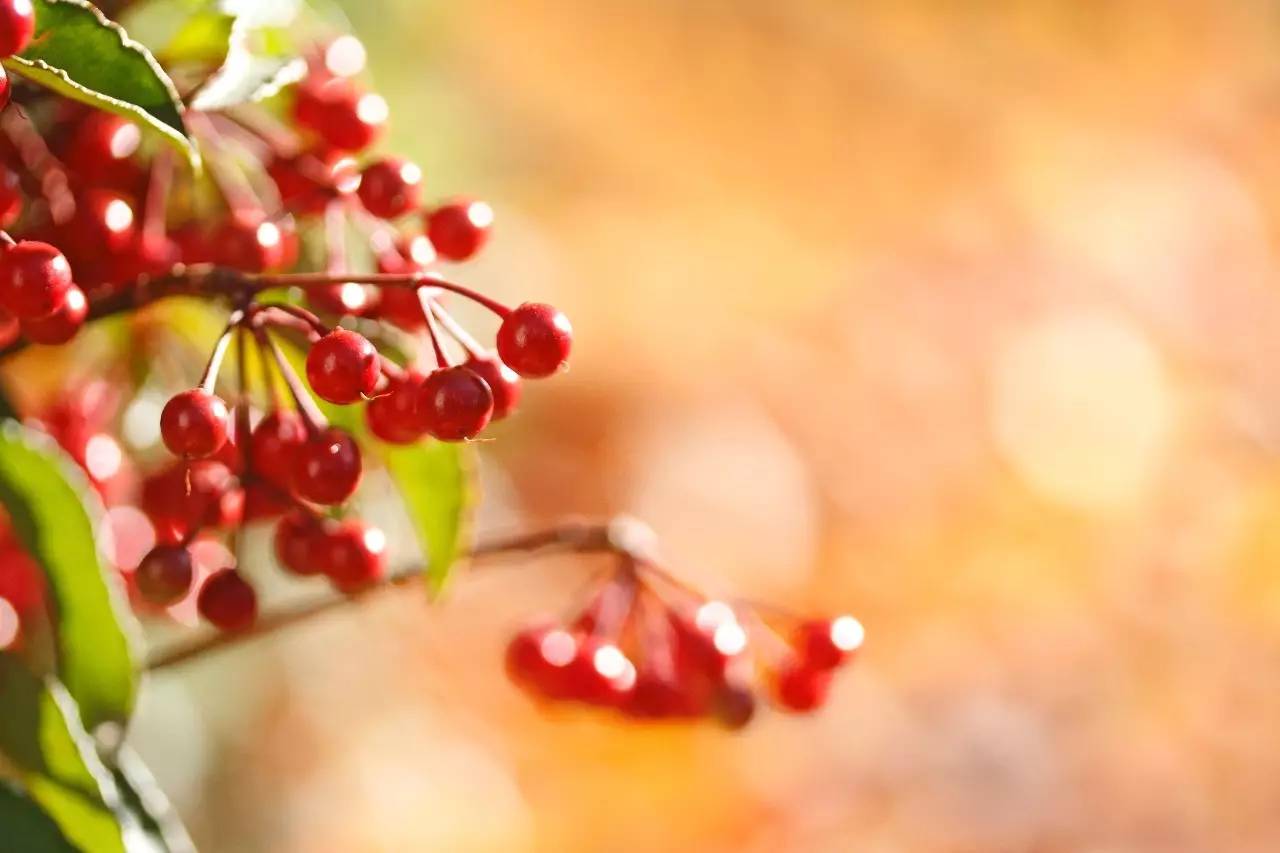 【今日立秋】一树密而知夏 一叶落而知秋