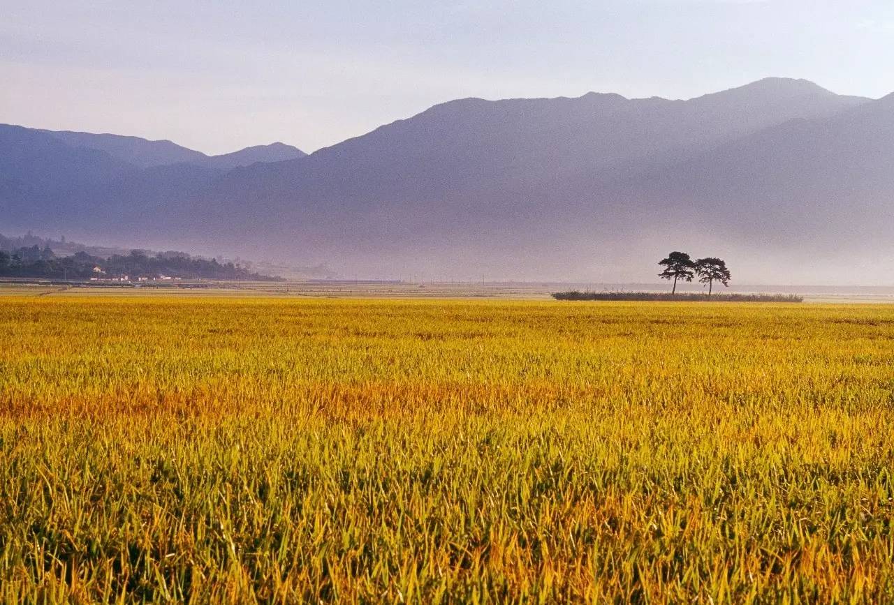 【今日立秋】一树密而知夏 一叶落而知秋