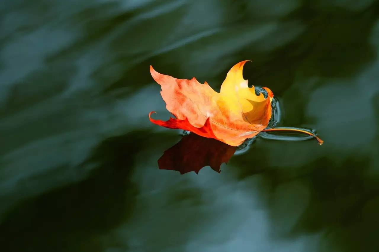 【今日立秋】一树密而知夏 一叶落而知秋