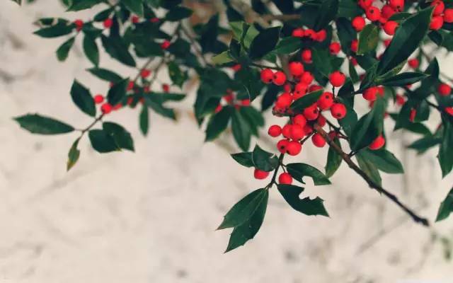 节气丨立秋:风吹一片叶,万物已惊秋