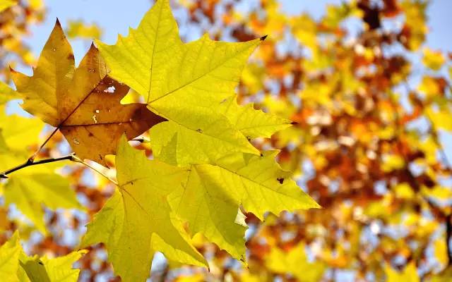节气丨立秋：风吹一片叶，万物已惊秋