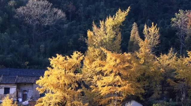 节气丨立秋:风吹一片叶,万物已惊秋