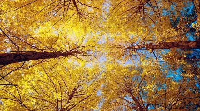 节气丨立秋:风吹一片叶,万物已惊秋