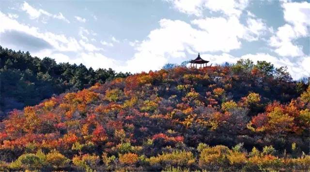 节气丨立秋:风吹一片叶,万物已惊秋