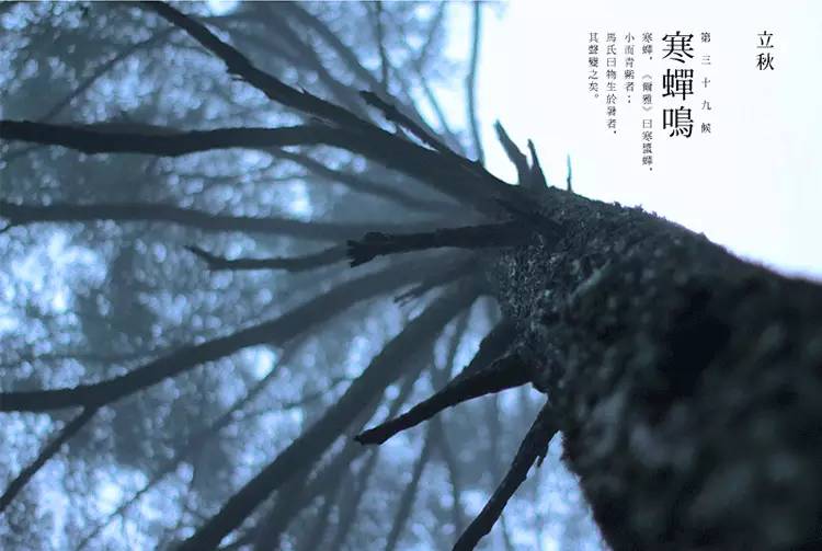 节气丨立秋:风吹一片叶,万物已惊秋