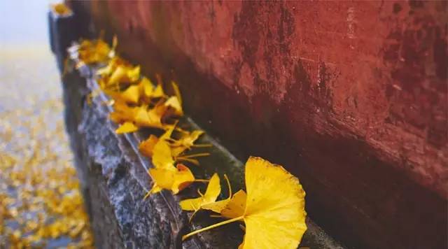 节气丨立秋:风吹一片叶,万物已惊秋