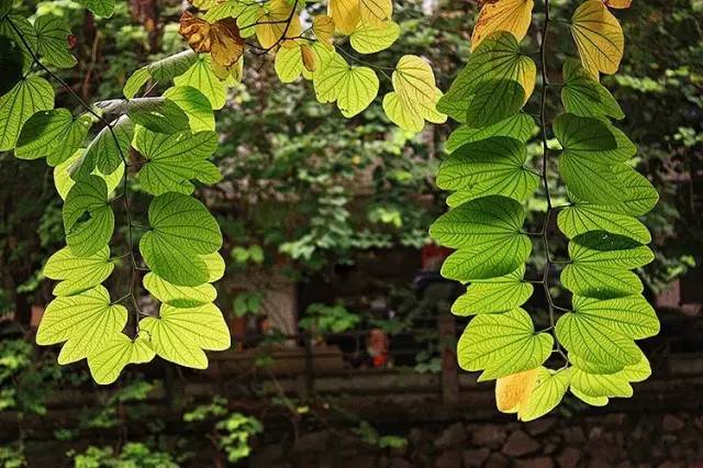 节气丨立秋:风吹一片叶,万物已惊秋