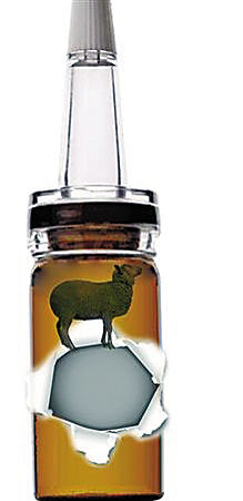 羊胎素驻颜神话是大谎话(组图)