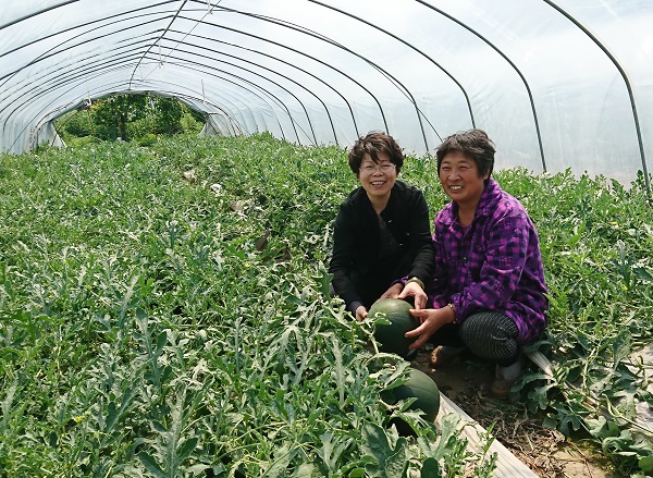 顾卫红:“西瓜妈妈”甘做农民贴心人