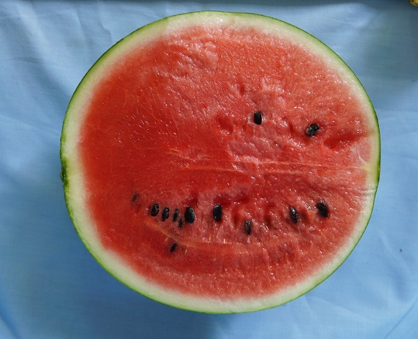 顾卫红:“西瓜妈妈”甘做农民贴心人