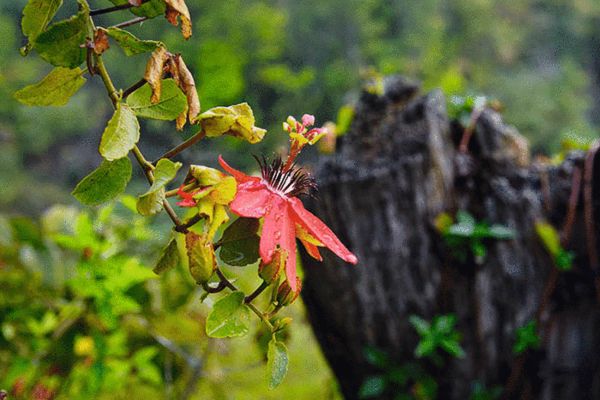 野象有红茶品尝有机傣族家常菜 野象高尔夫球会