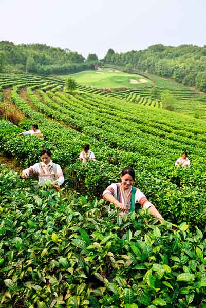 野象有红茶品尝有机傣族家常菜 野象高尔夫球会