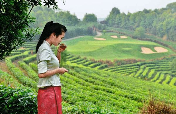 野象有红茶品尝有机傣族家常菜 野象高尔夫球会