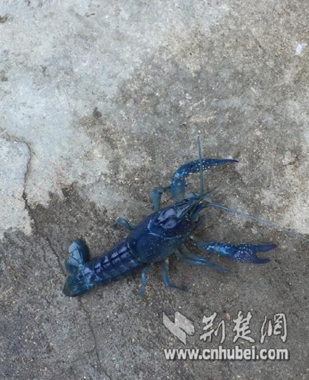 湖北现蓝白小龙虾 专家称是个体现象可放心食用