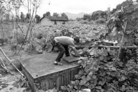 植物大战污水，谁的功夫最厉害(图)