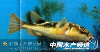 史上最全(169种)的淡水鱼图集(下)