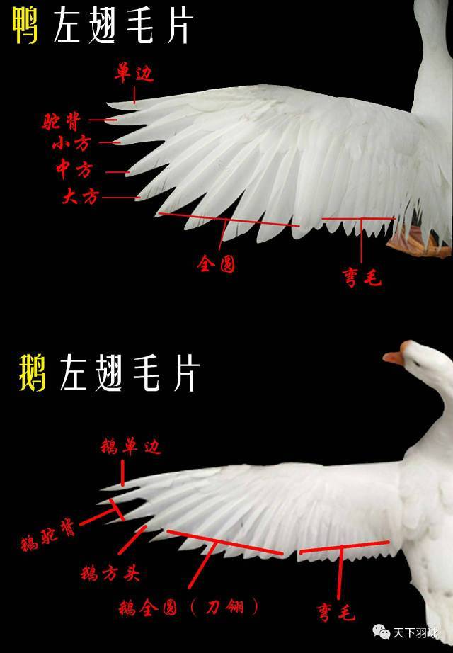 “毛片”那些事