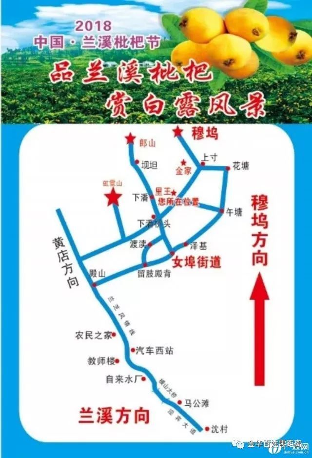 爱吃枇杷的人看过来咯,兰溪穆坞枇杷开摘啦!